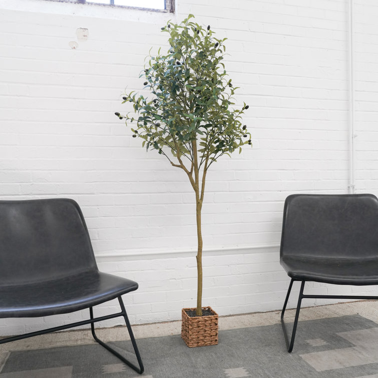 Primrue 72'' Faux Olive Tree in Woven Basket Wayfair